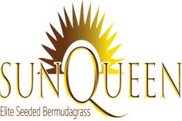 Bermudagrass - Sun Queen